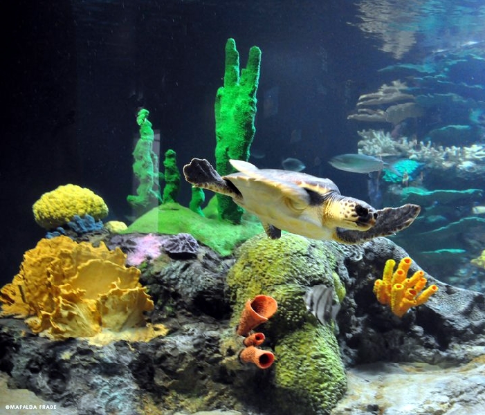 Various Pictures of Oceanario de Lisboa