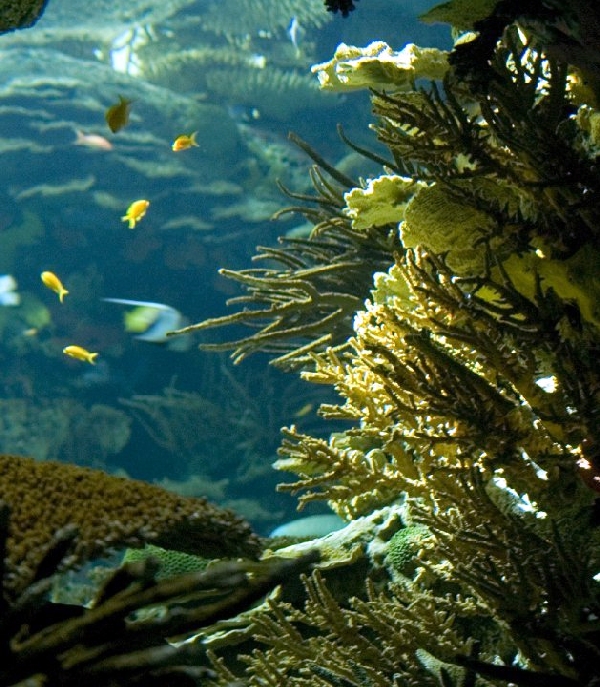 Various Pictures of Oceanario de Lisboa