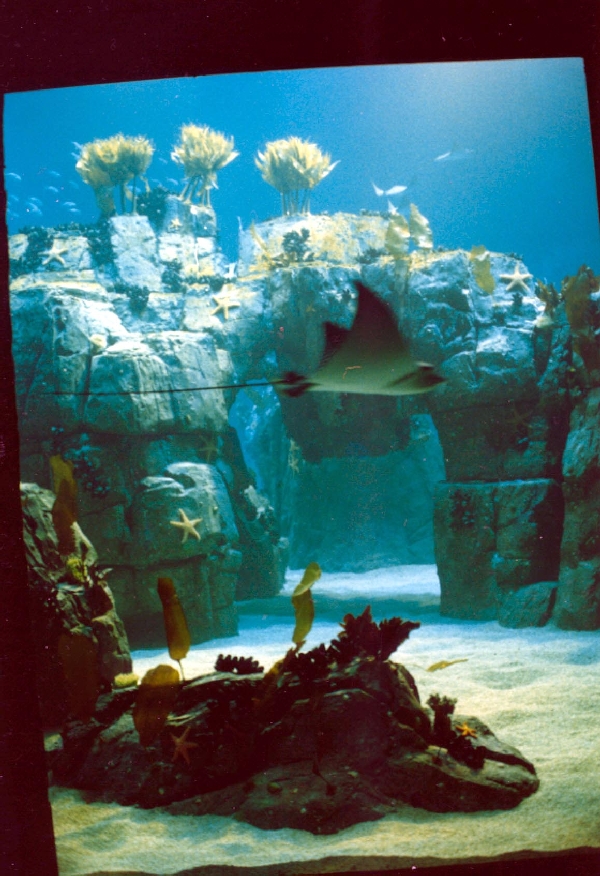 Various Pictures of Oceanario de Lisboa