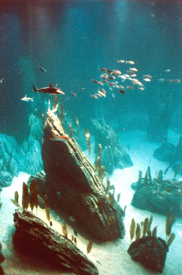 Various Pictures of Oceanario de Lisboa