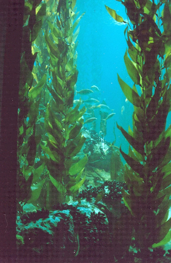 Various Pictures of Oceanario de Lisboa