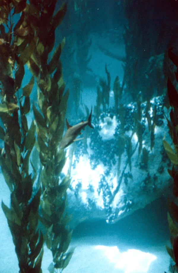Various Pictures of Oceanario de Lisboa