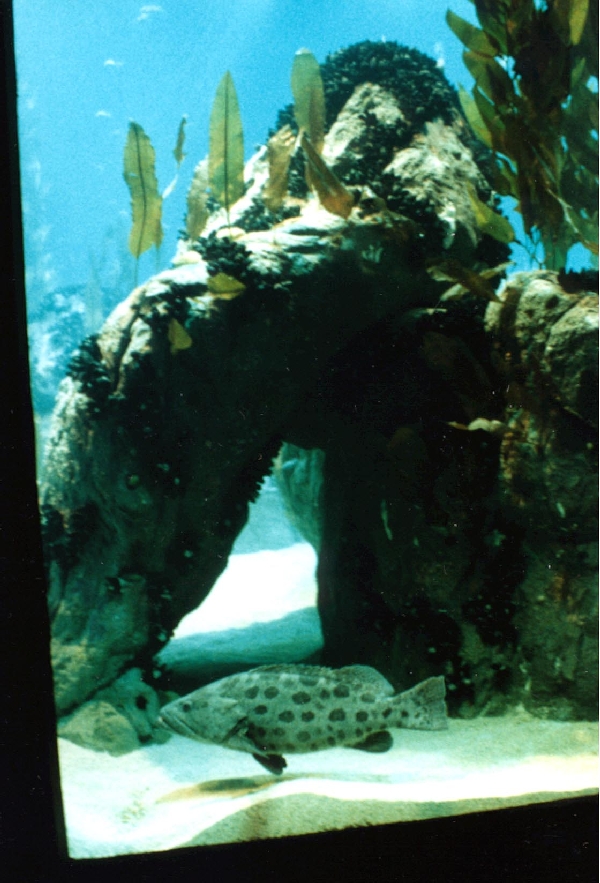 Various Pictures of Oceanario de Lisboa