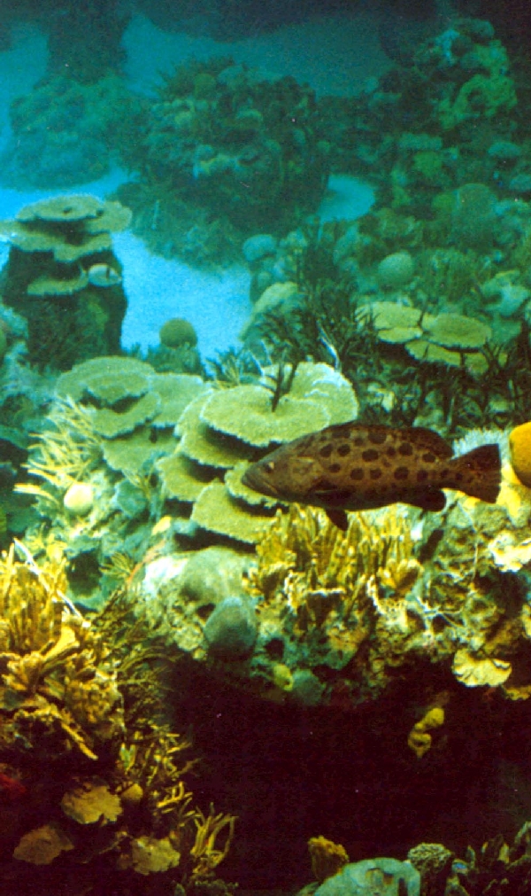 Various Pictures of Oceanario de Lisboa