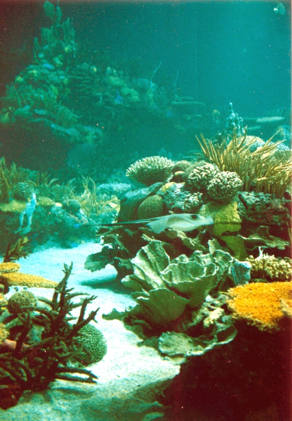 Various Pictures of Oceanario de Lisboa