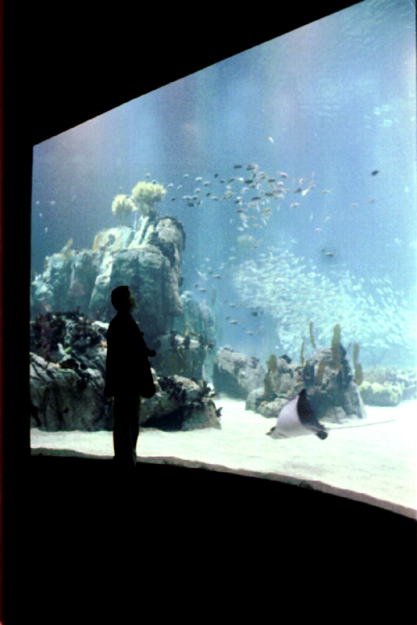 Various Pictures of Oceanario de Lisboa