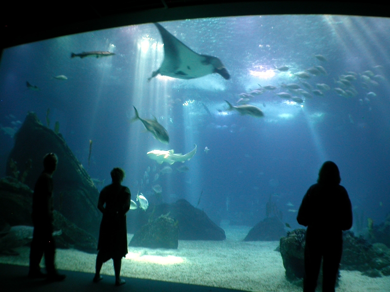 Various Pictures of Oceanario de Lisboa