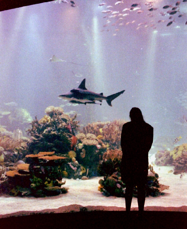 Various Pictures of Oceanario de Lisboa