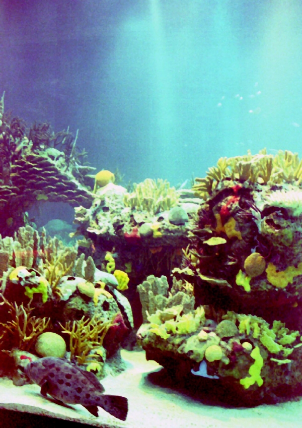 Various Pictures of Oceanario de Lisboa