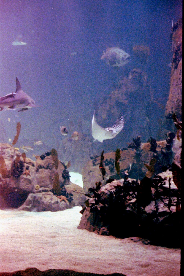 Various Pictures of Oceanario de Lisboa