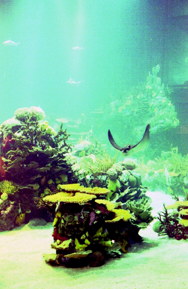 Various Pictures of Oceanario de Lisboa