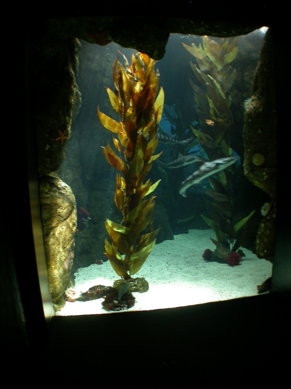 Various Pictures of Oceanario de Lisboa