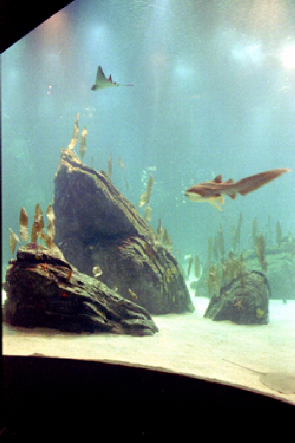 Various Pictures of Oceanario de Lisboa