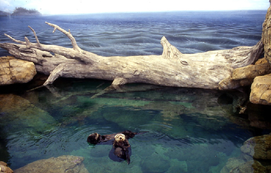 Various Pictures of Oceanario de Lisboa