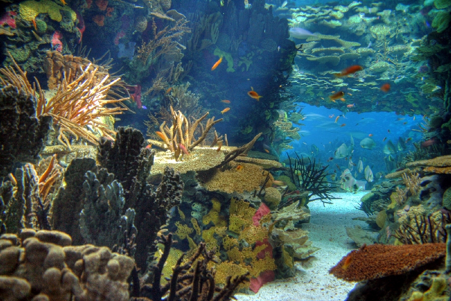 Various Pictures of Oceanario de Lisboa