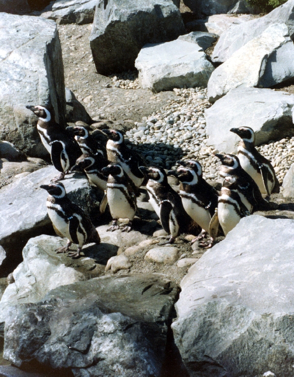 Various pictures of Pt Def zoo and aquarium