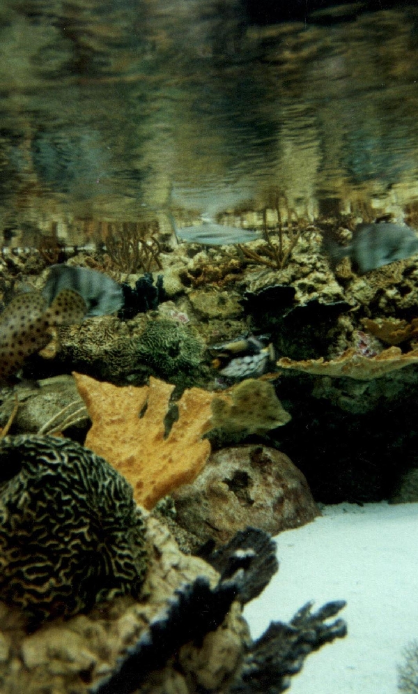 Various pictures of Pt Def zoo and aquarium