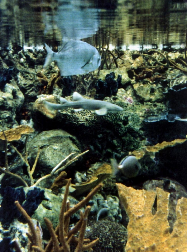 Various pictures of Pt Def zoo and aquarium