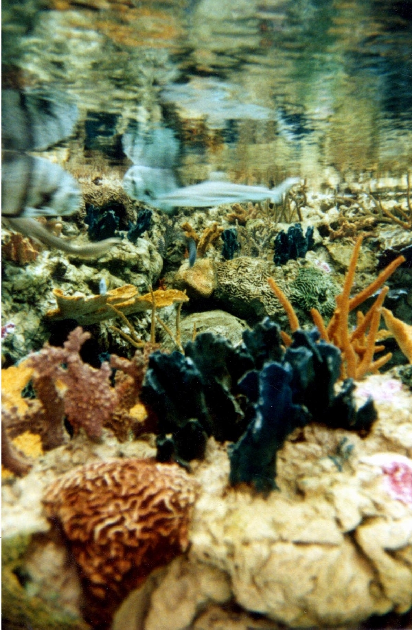 Various pictures of Pt Def zoo and aquarium