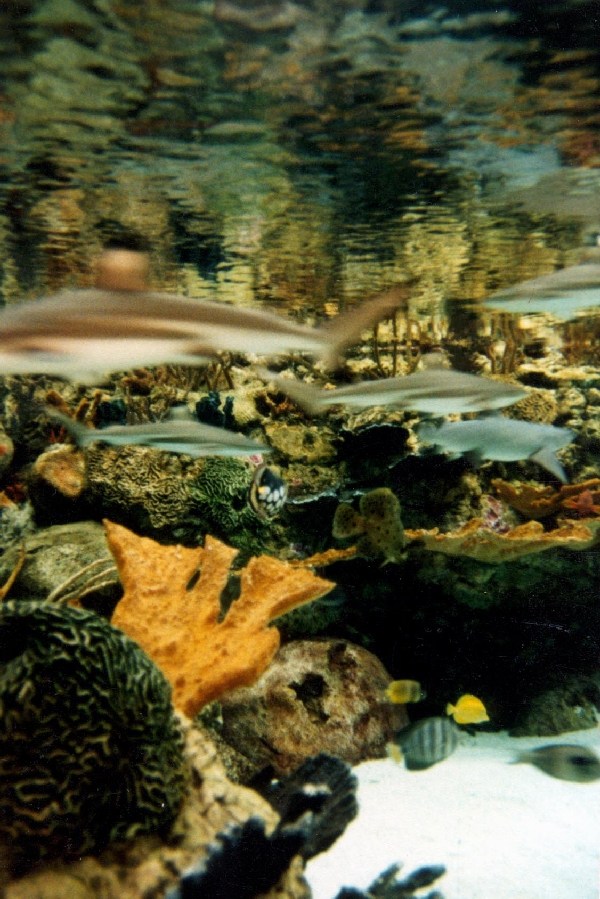 Various pictures of Pt Def zoo and aquarium