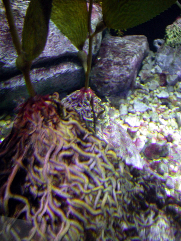 Various pictures of Tennessee Aquarium