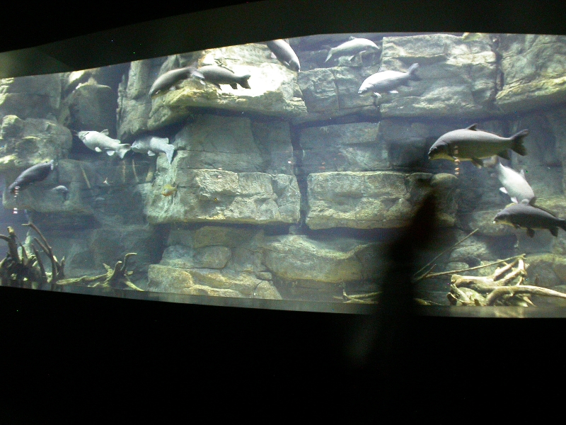 Various pictures of Tennessee Aquarium