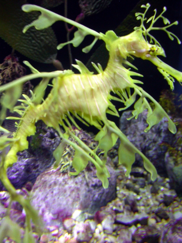 Various pictures of Tennessee Aquarium