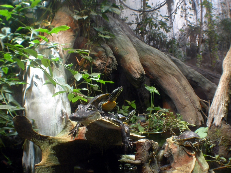 Various pictures of Tennessee Aquarium