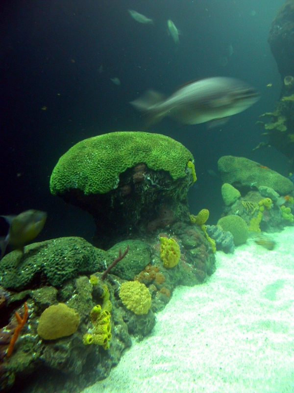 Various pictures of Tennessee Aquarium