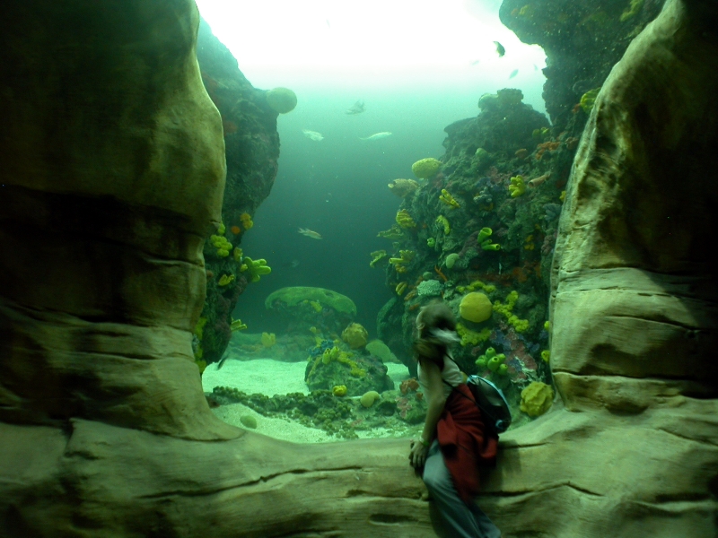 Various pictures of Tennessee Aquarium