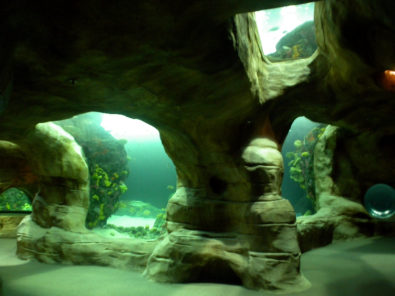 Various pictures of Tennessee Aquarium