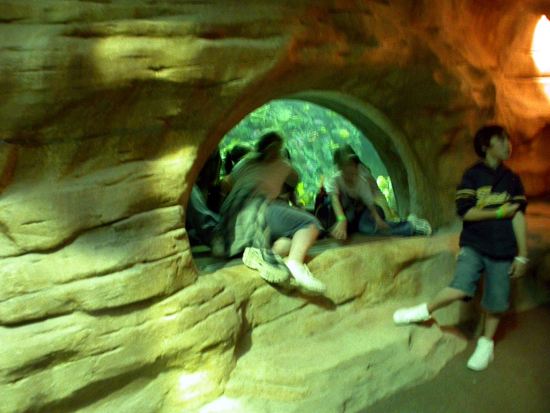 Various pictures of Tennessee Aquarium