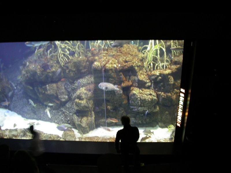 Various pictures of Tennessee Aquarium