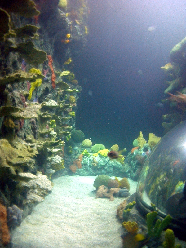 Various pictures of Tennessee Aquarium