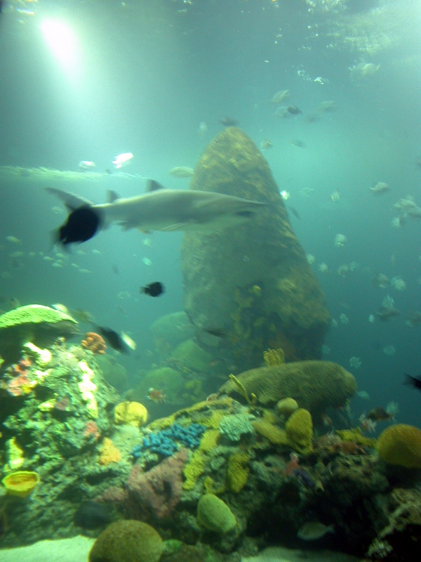 Various pictures of Tennessee Aquarium