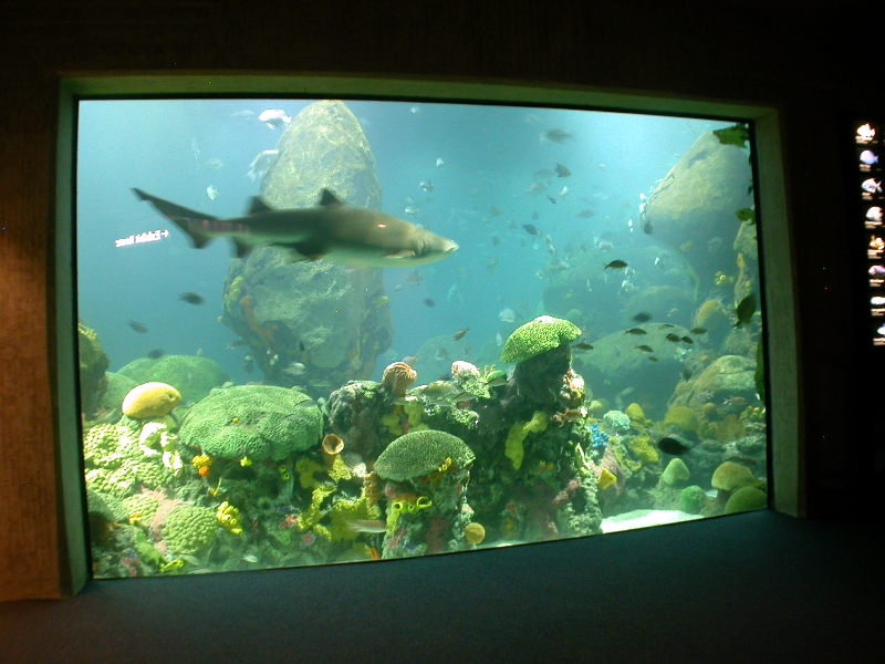 Various pictures of Tennessee Aquarium