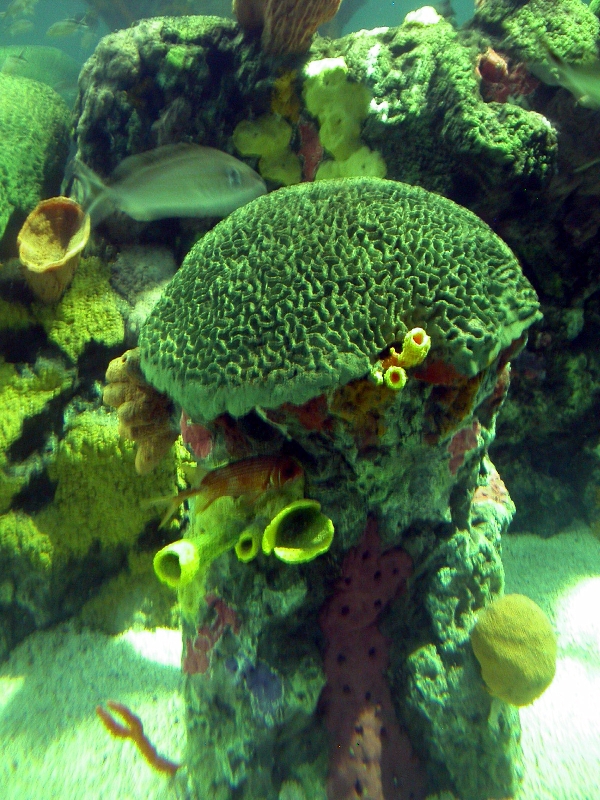 Various pictures of Tennessee Aquarium