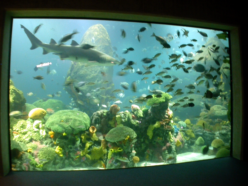 Various pictures of Tennessee Aquarium