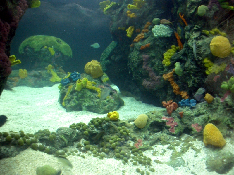 Various pictures of Tennessee Aquarium