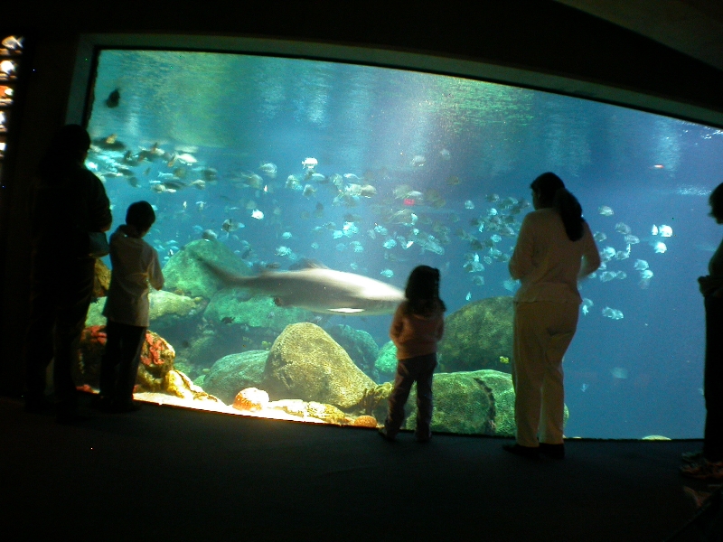 Various pictures of Tennessee Aquarium