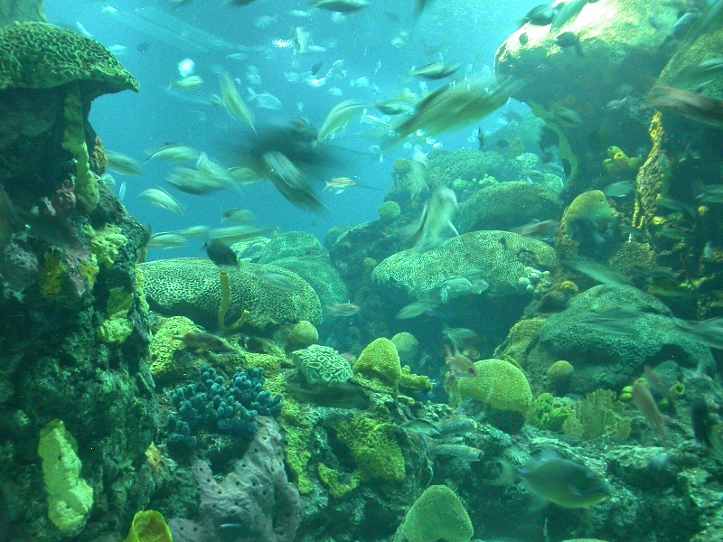 Various pictures of Tennessee Aquarium