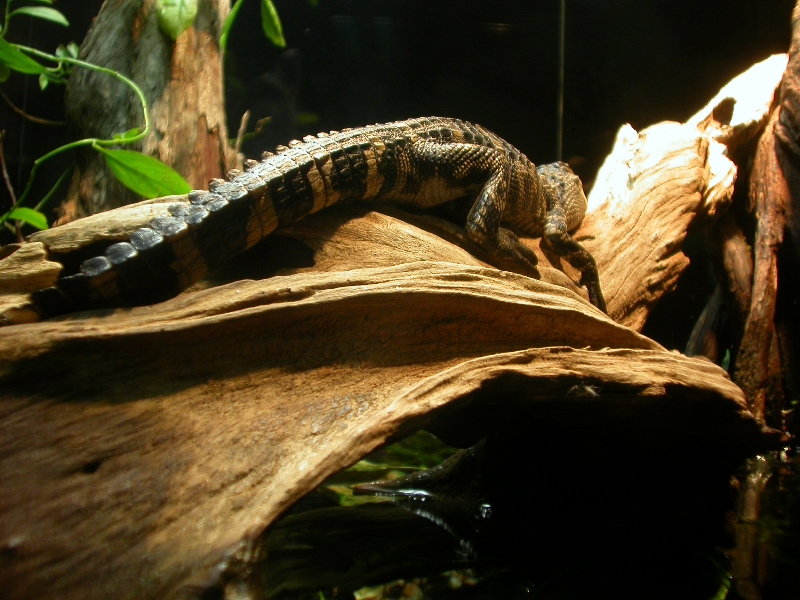 Various pictures of Tennessee Aquarium