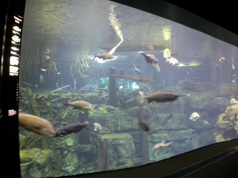 Various pictures of Tennessee Aquarium