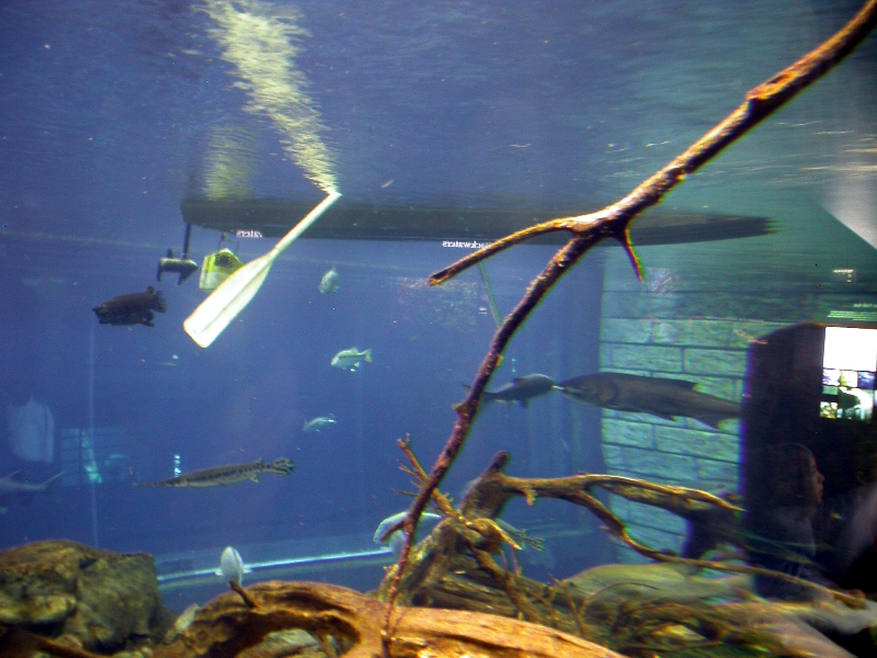 Various pictures of Tennessee Aquarium