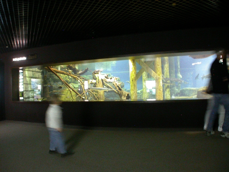 Various pictures of Tennessee Aquarium