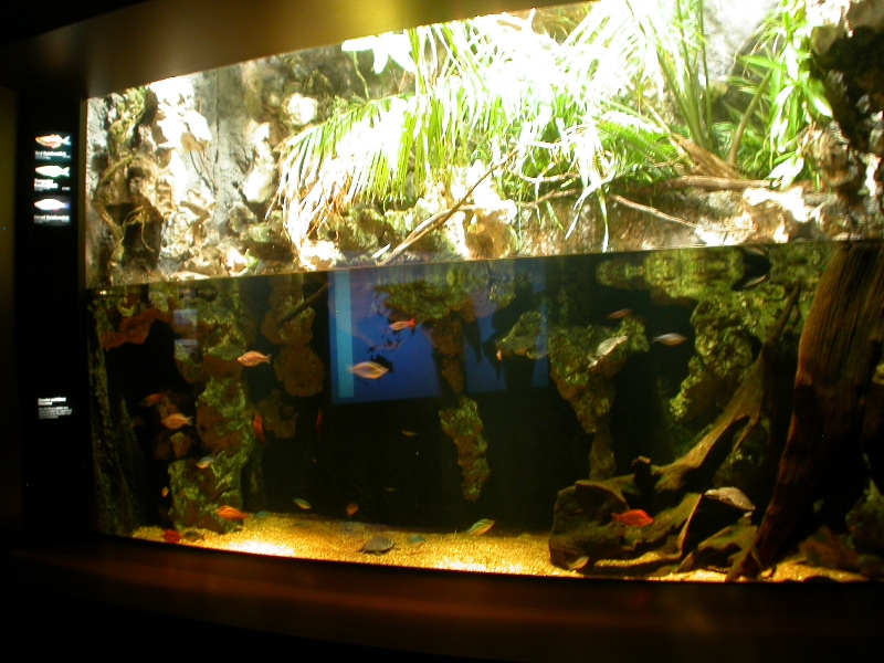 Various pictures of Tennessee Aquarium