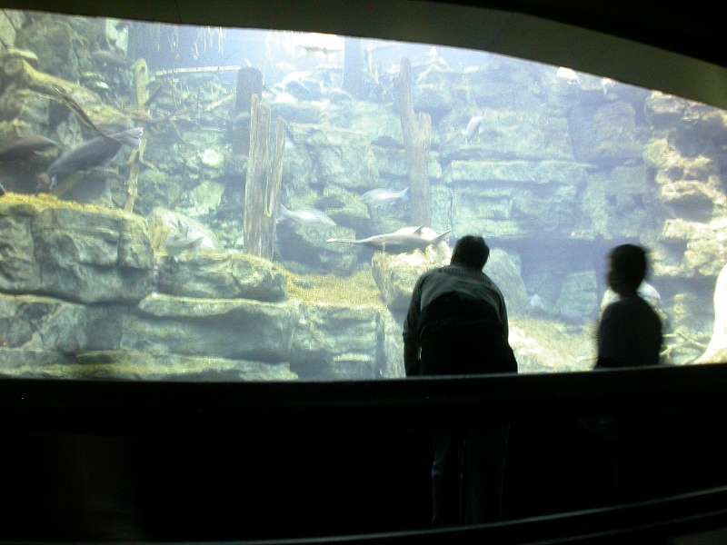 Various pictures of Tennessee Aquarium