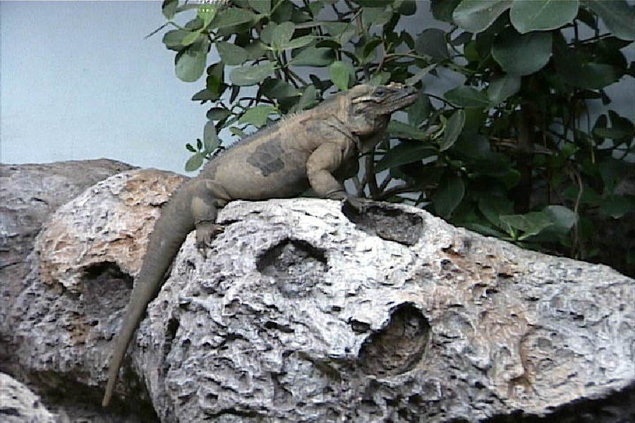 Various pictures of the Rotterdam Aquarium