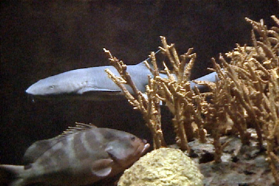 Various pictures of the Rotterdam Aquarium