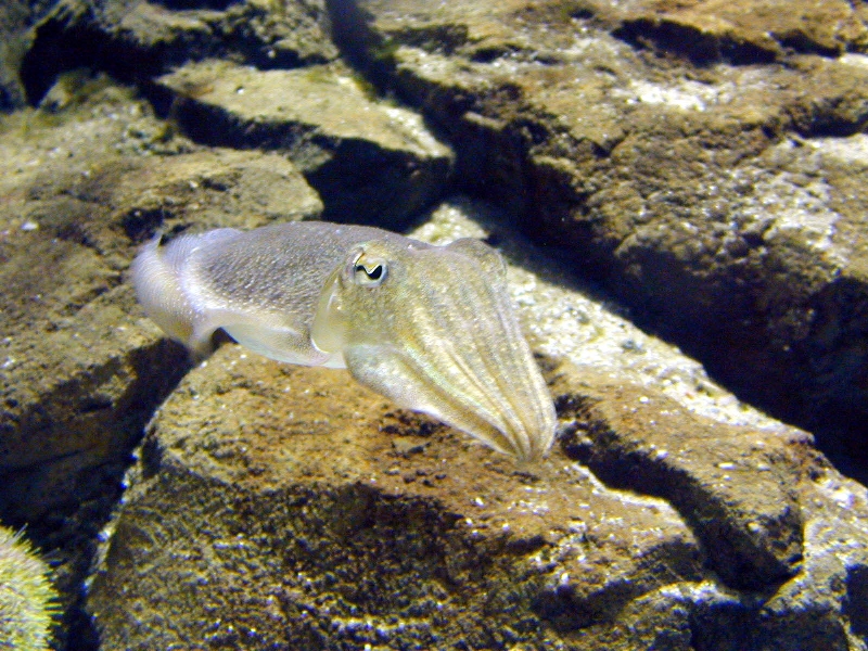 Various pictures of the Rotterdam Aquarium